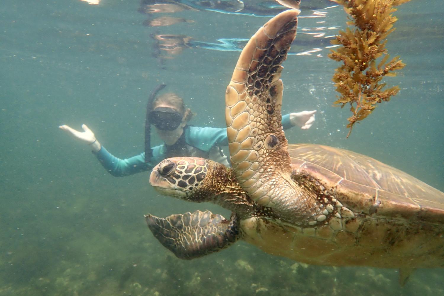 一名<a href='http://iyyg.ngskmc-eis.net'>bv伟德ios下载</a>学生在Galápagos群岛游学途中与一只巨龟游泳.